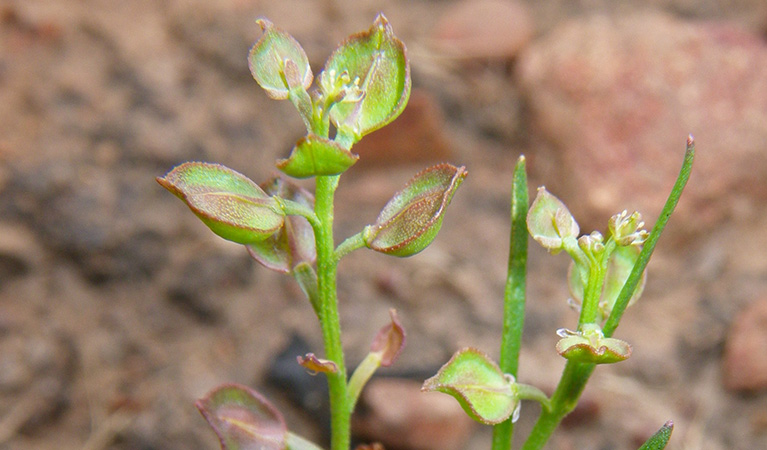 Winged peppercress (Lepidium monoplocoides). Photo: Dr Lachlan Copeland &copy; DPE