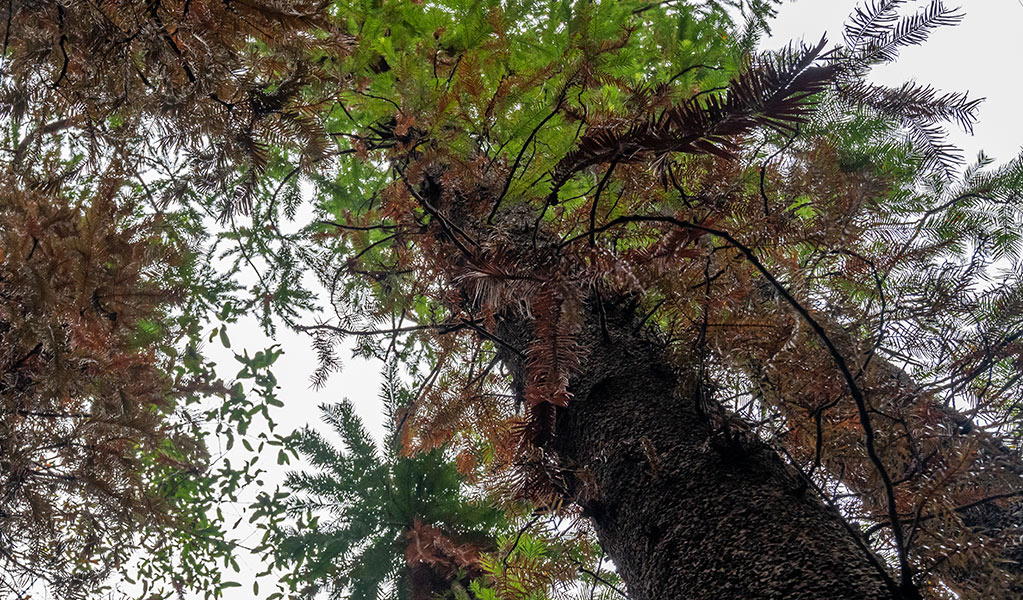 Point of view from below, looking up at the burnt trunks and foliage of fire-damaged Wollemi pine trees. Photo: John Spencer &copy; DPE