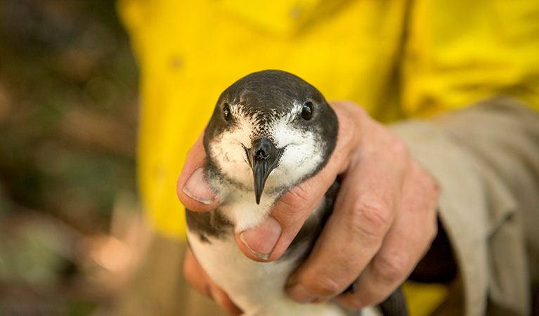 Parks staff members monitor a Gould petrel, in John Gould Nature Reserve, Cabbage Tree Island. Photo credit: John Spencer &copy; DPIE