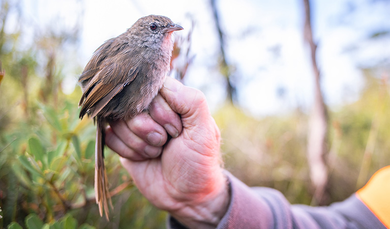 An eastern bristlebird. Photo credit: Alex Pike &copy; DPIE