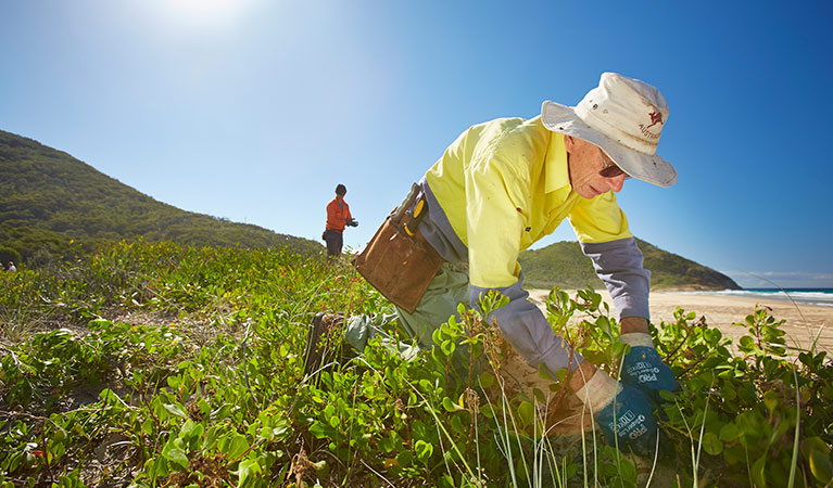 Eradicating bitou bush at Arakoon National Park. Photo: Nick Cubbin