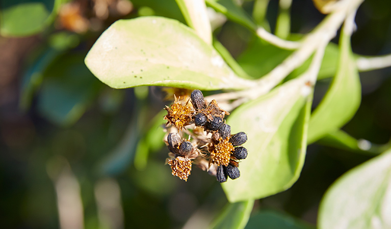 Close-up of the bitou bush and boneseed, Arakoon National Park. Photo: Nick Cubbin