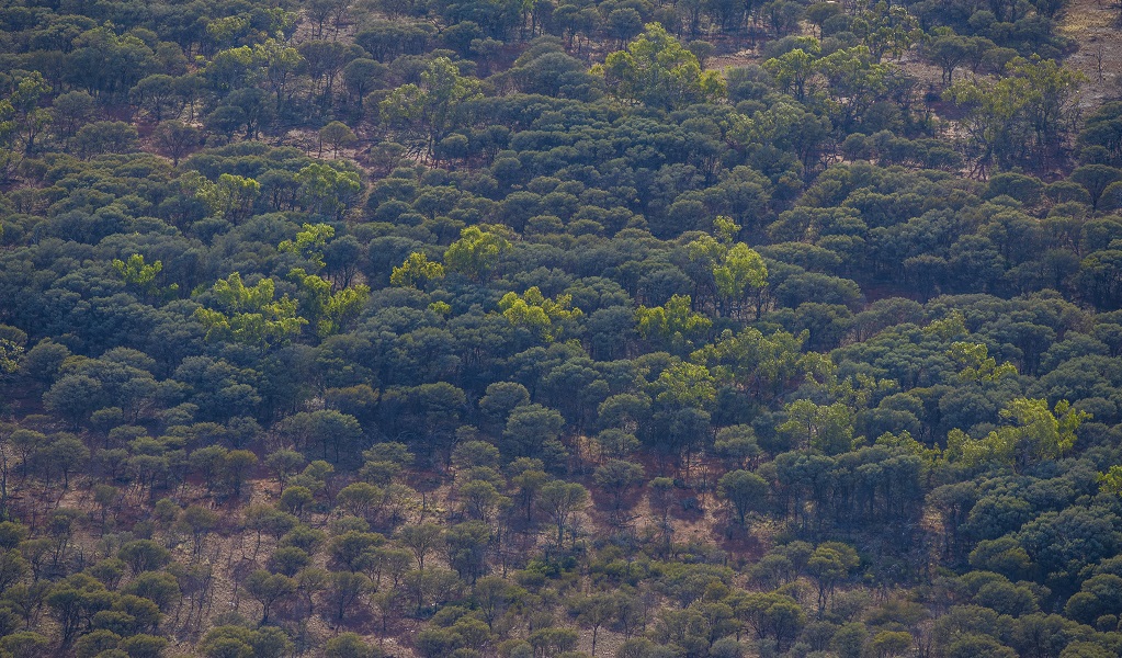 Aerial view of green bushland, Brindingabba National Park, where pest management and fencing programs are supporting carbon sequestration. Photo: Joshua Smith &copy; DCCEEW
