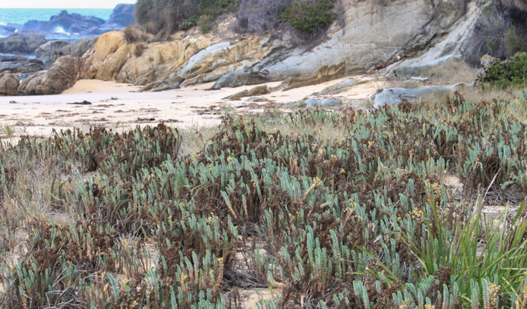 Sea spurge. Photo: Stuart Cameron