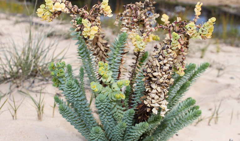 Sea spurge. Photo: Stuart Cameron