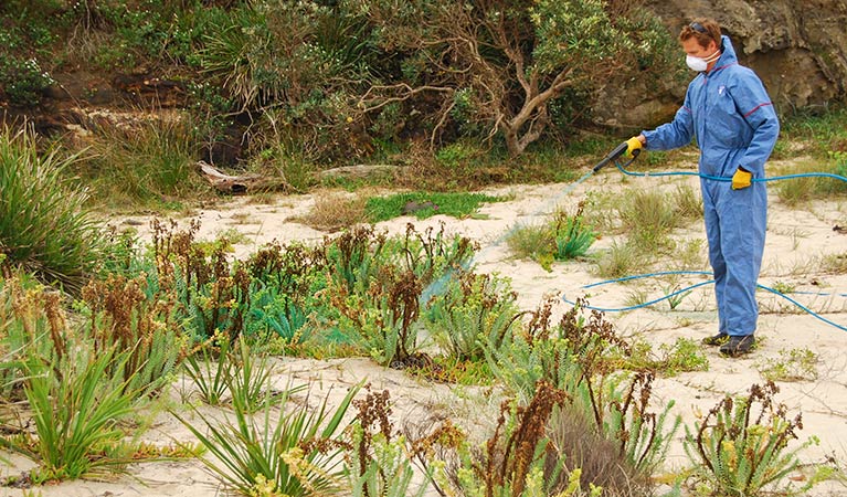 Eradication of sea spurge. Photo: Michael Jarman