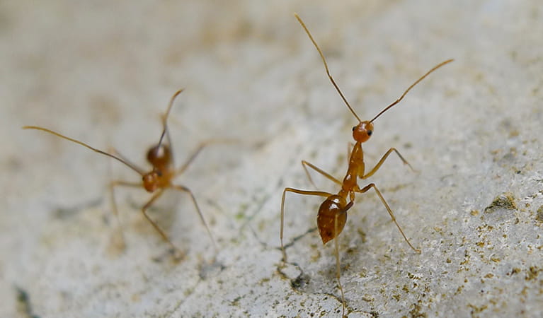 Yellow crazy ants. Photo: John Tann