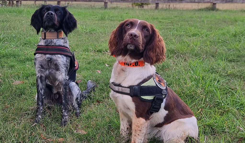 Phytophthora detector dogs, Echo and Alice, sit awaiting instruction. Photo: Jen Tate &copy: Tate Animal Training Enterprises (TATE)