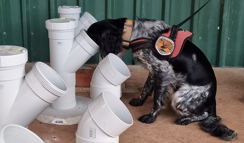 Echo, a trained phytophthora detector dog, sniffs a tube to identify infected plant stock during a training exercise. Photo: Jen Tate &copy Tate Animal Training Enterprises (TATE)