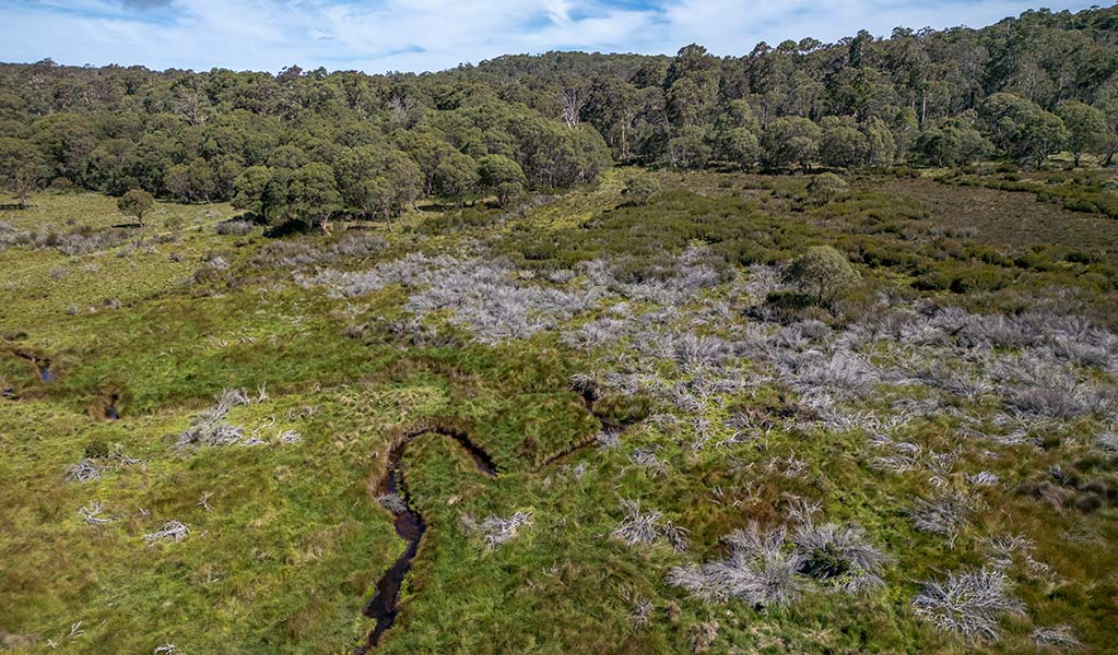 Aerial drone view of vegetation dying from the deadly phytophthora root rot plant dises. Photo: John Spencer &copy; DCCEEW