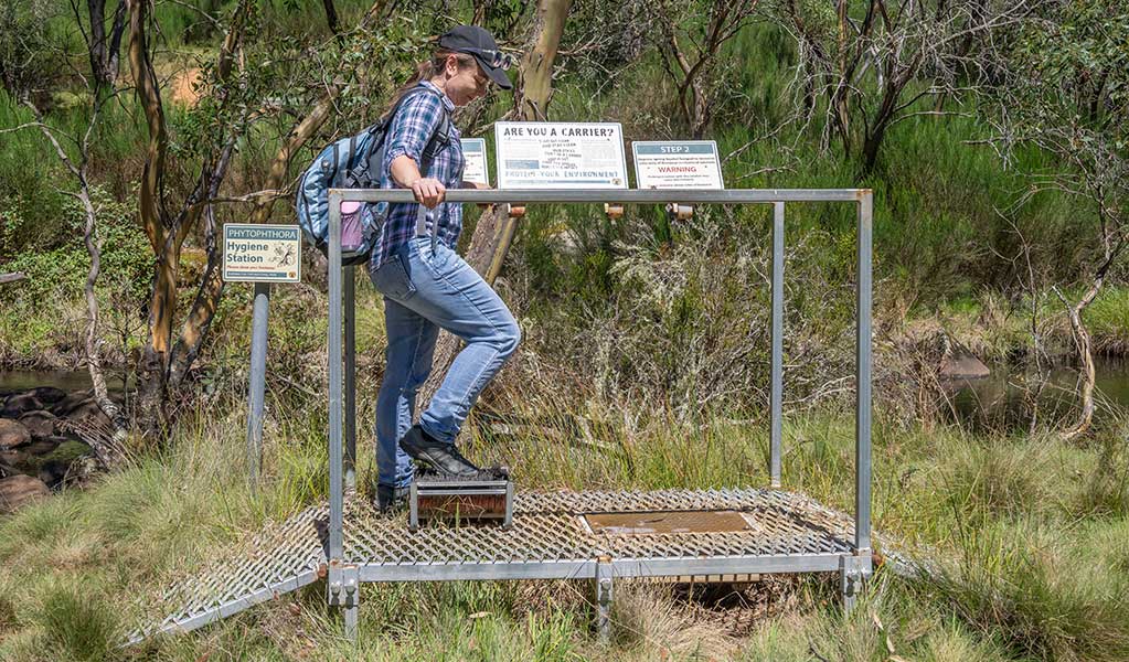 A hiker uses a bootscrub brush on a raised metal bootwash station in a national park. Photo: John Spencer &copy; DCCEEW