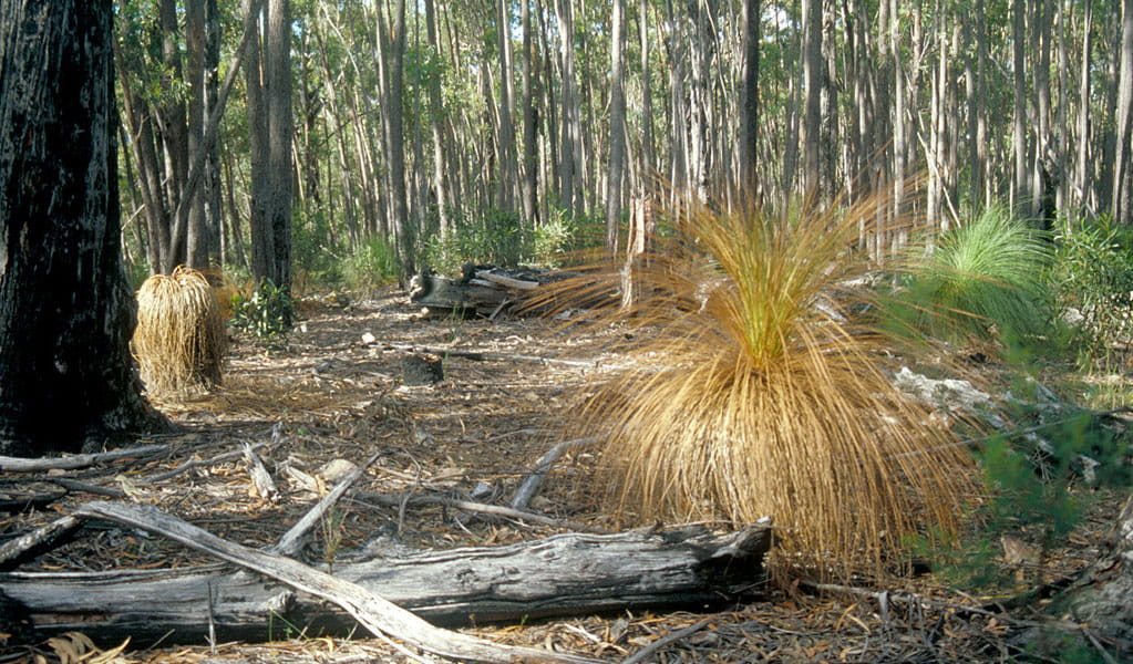 Browning grass trees infected by deadly phythpthora cinnamomi turn brown amongst the woodland understorey. Photo: Keith McDougall &copy; Keith McDougall
