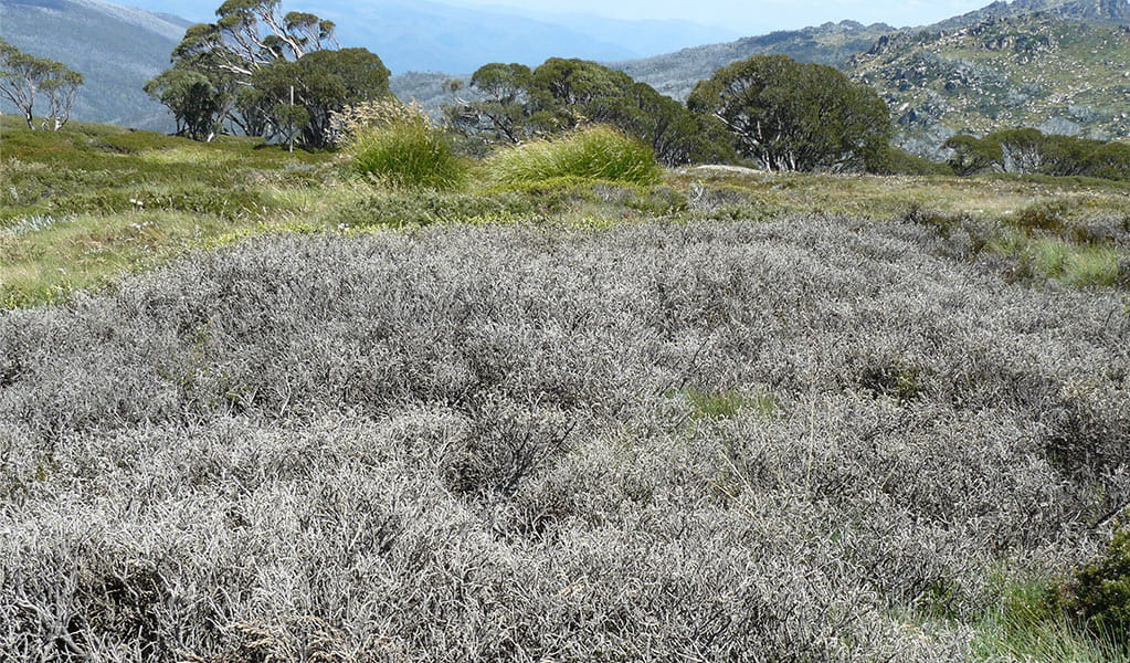 Grey-coloured heath and grass vegetation impacted by phytophthora cinnamomi fungal disease. Photo: Mel Schroder &copy: DCCEEW