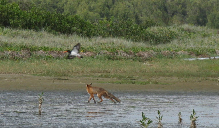 Fox chasing a bird. Photo: OEH