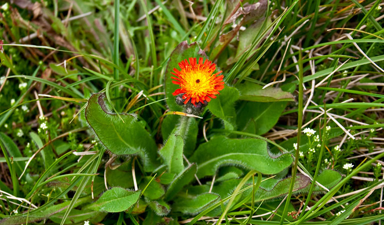 The distinctive orange daisy flower of invasive orange hawkweed (Hieracium aurantiacum). Photo: Jo Caldwell/OEH