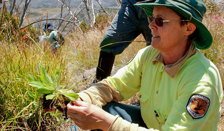 NPWS staff treat invasive weeds as part of the hawkweed eradication program in Kosciuszko National Park. Photo: Geoff Renn/OEH