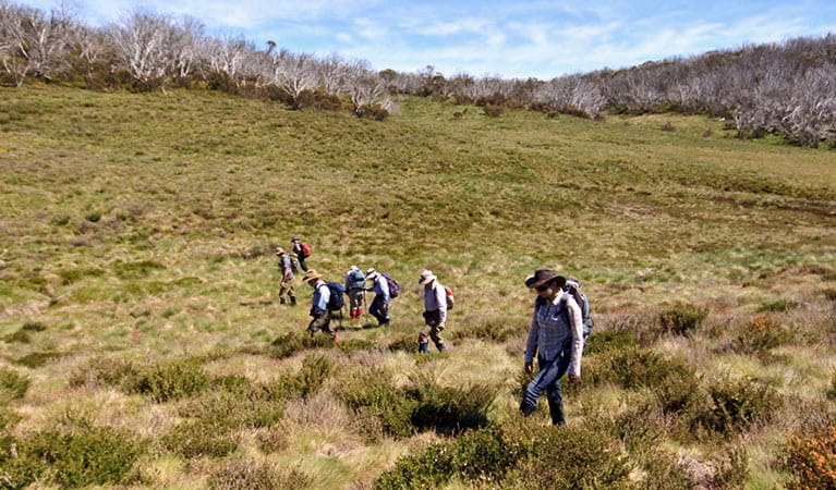 Volunteers and NPWS staff survey infestation sites under the hawkweed eradication program in Kosciuszko National Park. Photo: Jo Caldwell/OEH