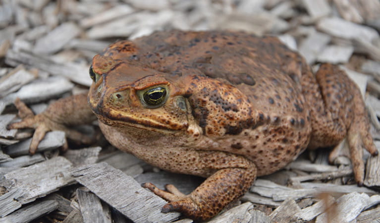 Cane toad (Rhinella marina). Photo: OEH