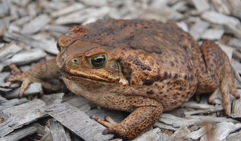 Cane toad (Rhinella marina). Photo: OEH