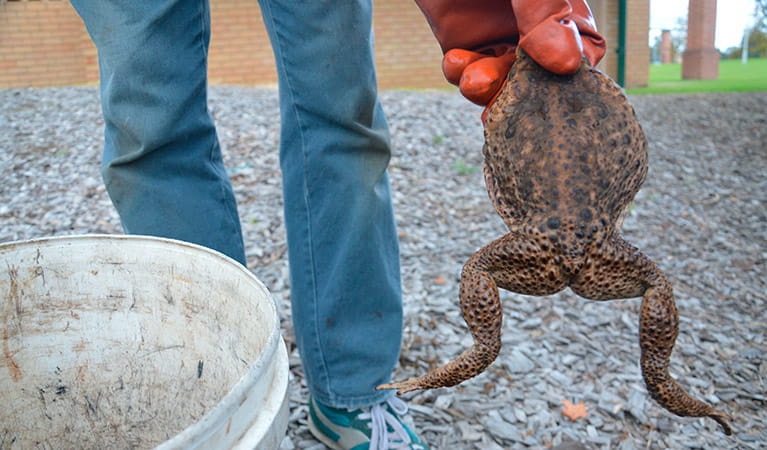 Cane toad management. Photo: OEH
