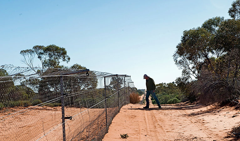 Field officer checking the perimeter fencing in regional area.  Photo: Stuart Cohen