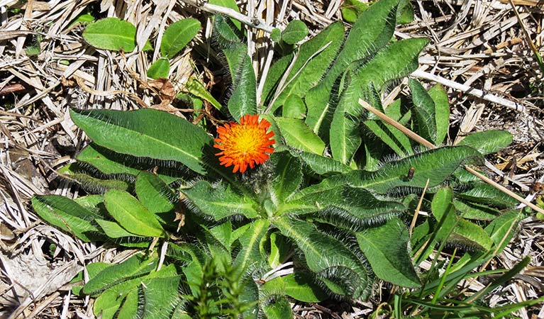 Orange Hawkweed, Kosciuszko National Park. Photo: E Sakker