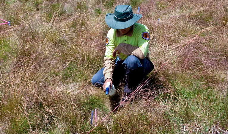 Orange Hawkweed eradication, Kosciuszko National Park. Photo: Jo Caldwell