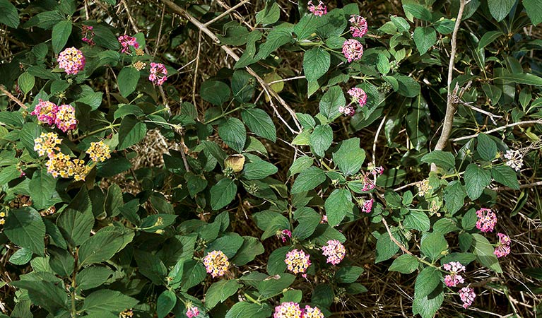  Lantana weed, Nielsen Park, Sydney Harbour National Park. Photo: Michael Van Ewijk