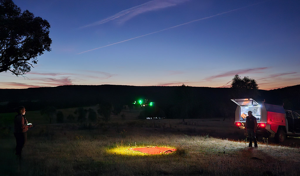 Two people operating a drone at dusk as part of the supplementary pest control program. &copy; DCCEEW