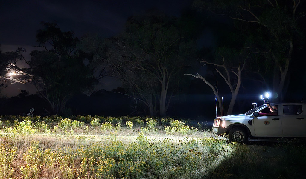 An NPWS vehicle driving through a park at night. &copy; DCCEEW