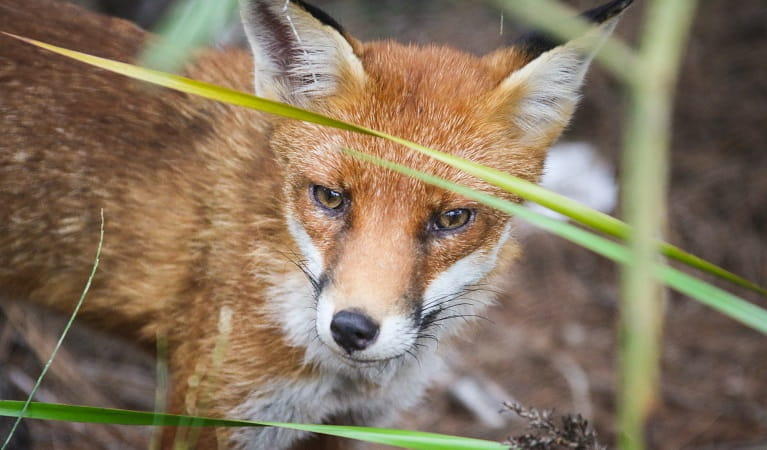 Red fox looking for food, Royal National Park. Photo: David Croft &copy; DPIE
