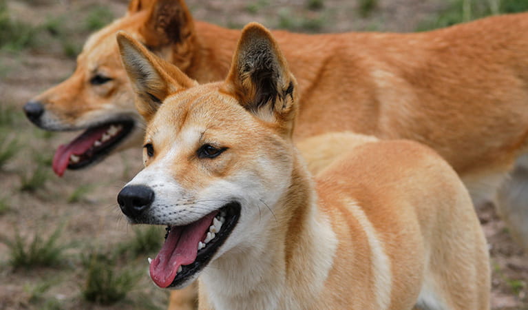 Dingo (Canis lupus). Photo: Dr Andrew Claridge