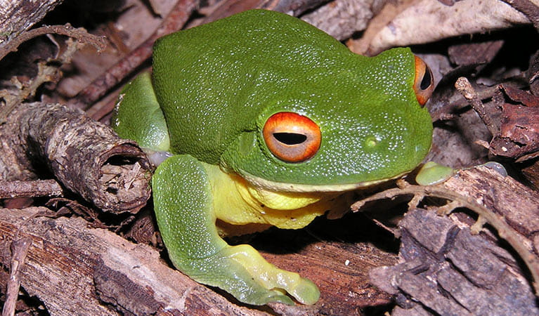 Red-eyed tree frog (Litoria chloris). Photo: Paul Meek