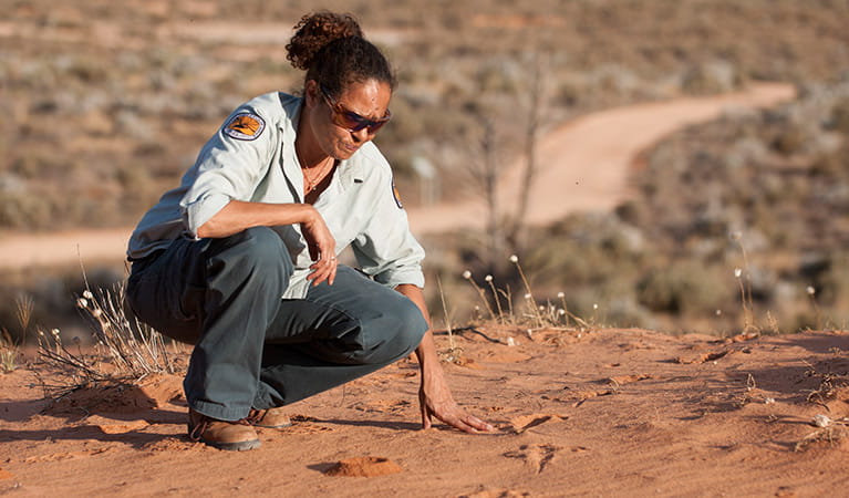 Ranger surveying animal footprints, Mungo National Park. Photo: John Spencer