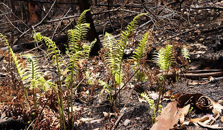 Vegetation regrowth after a bushfire, Blue Mountains National Park. Photo: Steve Alton