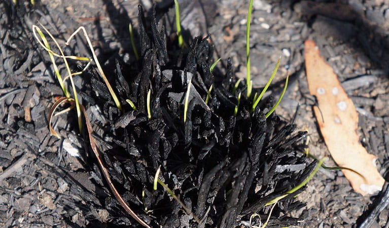 New seedlings growing from a burnout shrub, Blue Mountains National Park. Photo: Steve Alton