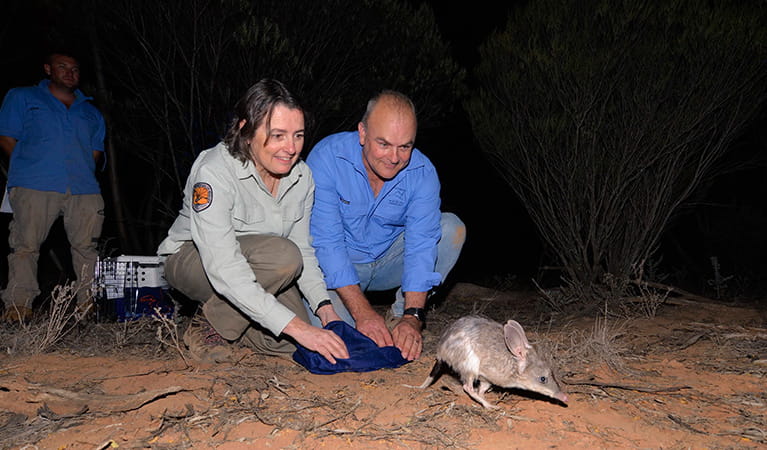 Photo: NPWS and AWC releasing a bilby at Mallee Cliffs National Park. Credit: AWC &copy; AWC