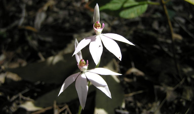 Orchid with white petals, Horseshoe Creek, Border Ranges National Park. Photo: Andrew Fay/OEH