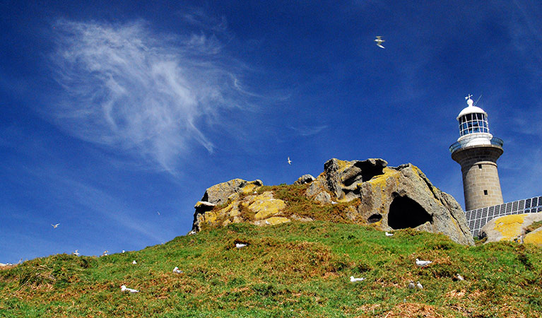 Lighthouse at Montague Island Nature Reserve. Photo: Stuart Cohen