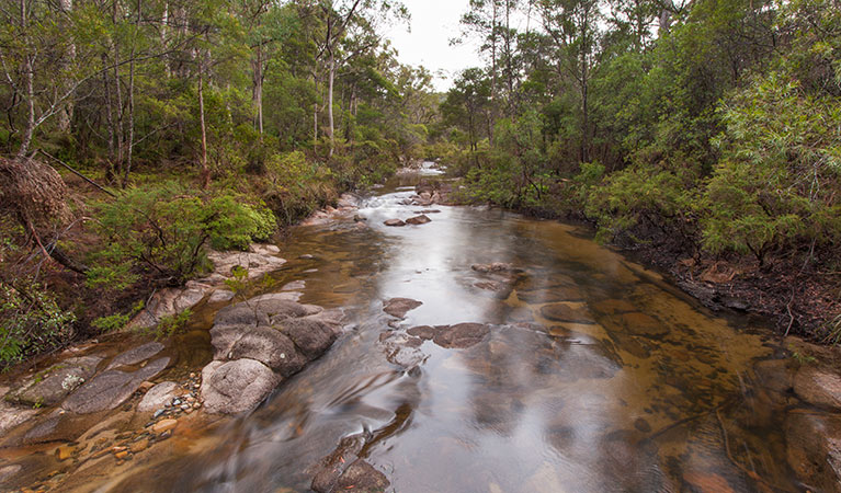 World Heritage walk, Washpool Creek, Washpool National Park. Photo: Rob Cleary