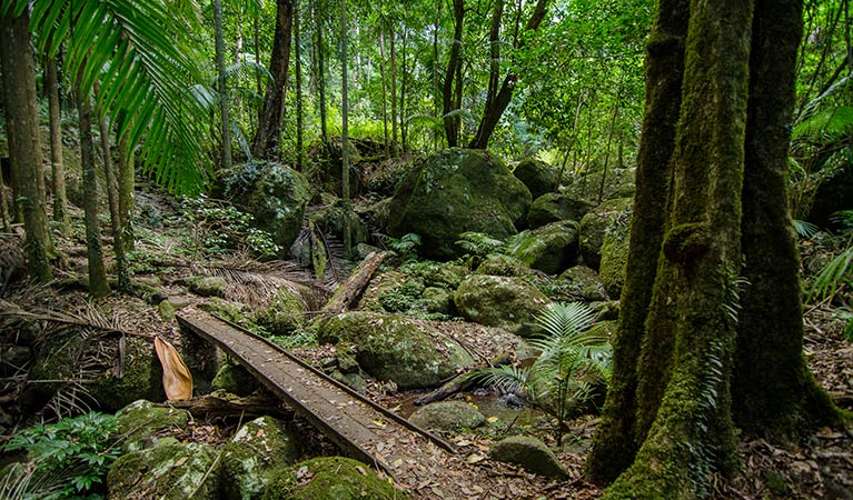 Border Ranges National Park. Photo: Murray Vanderveer