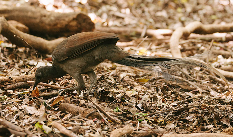 Superb lyrebird (Menura novaehollandiae), Minnamurra Rainforest, Budderoo National Park. Photo: David Finnegan