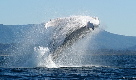 Whale breaching at Walgun Cape Byron National Park. Photo: Dan Burns 