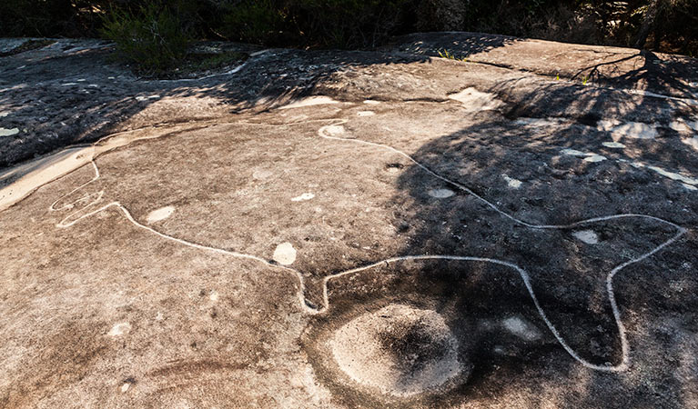 Jibbon Aboriginal rock engravings, Royal National Park. Photo: David Finnegan