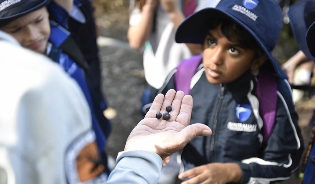 A student listening to an Aboriginal guide on an Aboriginal culture school excursion in Hunter Wetlands National Park. Photo: Adam Hollingworth © DPE