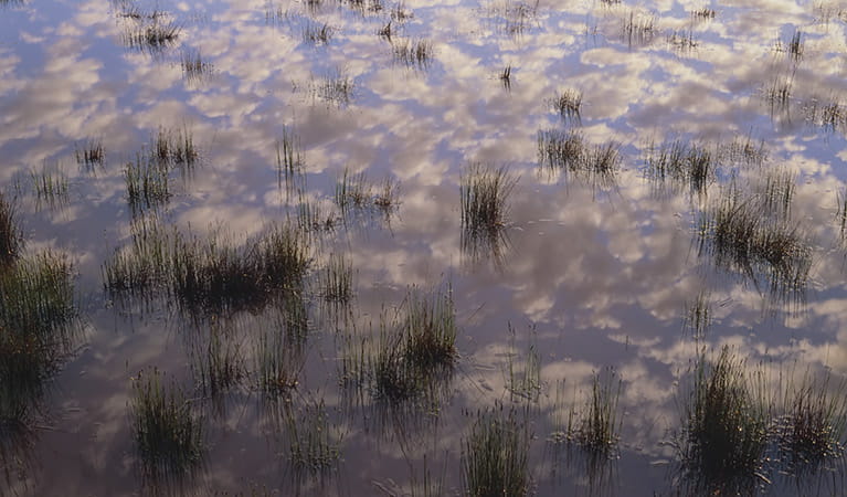 Wetlands. Photo:Joel Winter Copyright:NSW Government