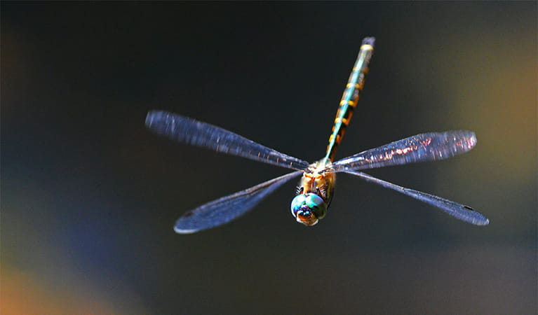 Dragonfly in flight. Royal National Park. Photo: Gary Dunnett/OEH