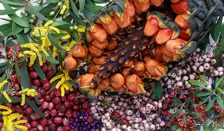 Bush tucker. Photo: The Royal Botanic Gardens and Domain Trust/Jaime Plaza