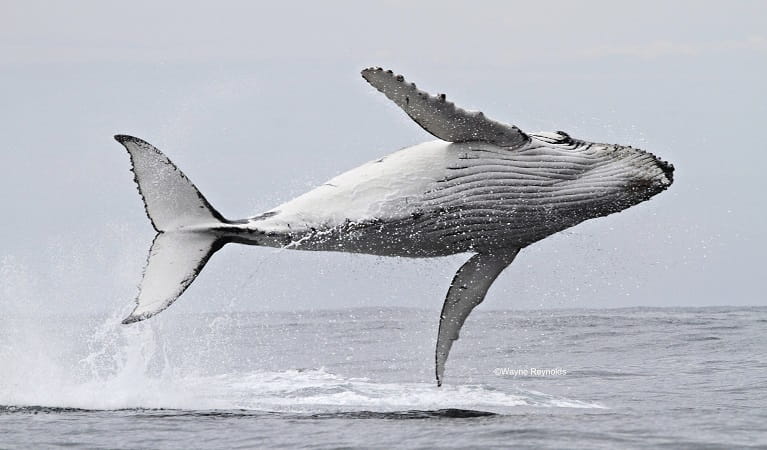Humpback whale breaching. Photo: Wayne Reynolds/OEH