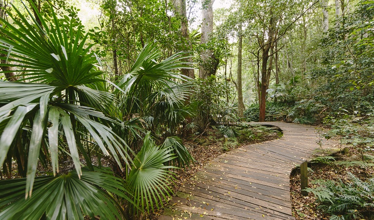 Boardwalk, Minnamurra Rainforest. Photo: D Finnegan/OEH